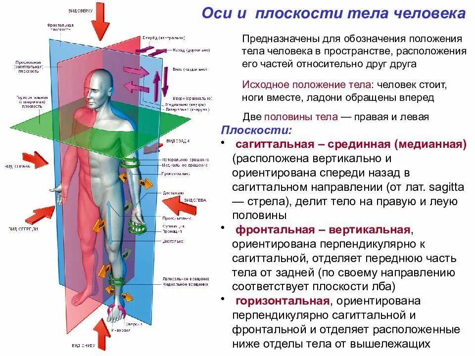 Виды физиологии в анатомии. Оси и плоскости тела человека. плоскости тела человека анатомия. плоскости человека в анатомии. анатомия плоскости и оси тела.