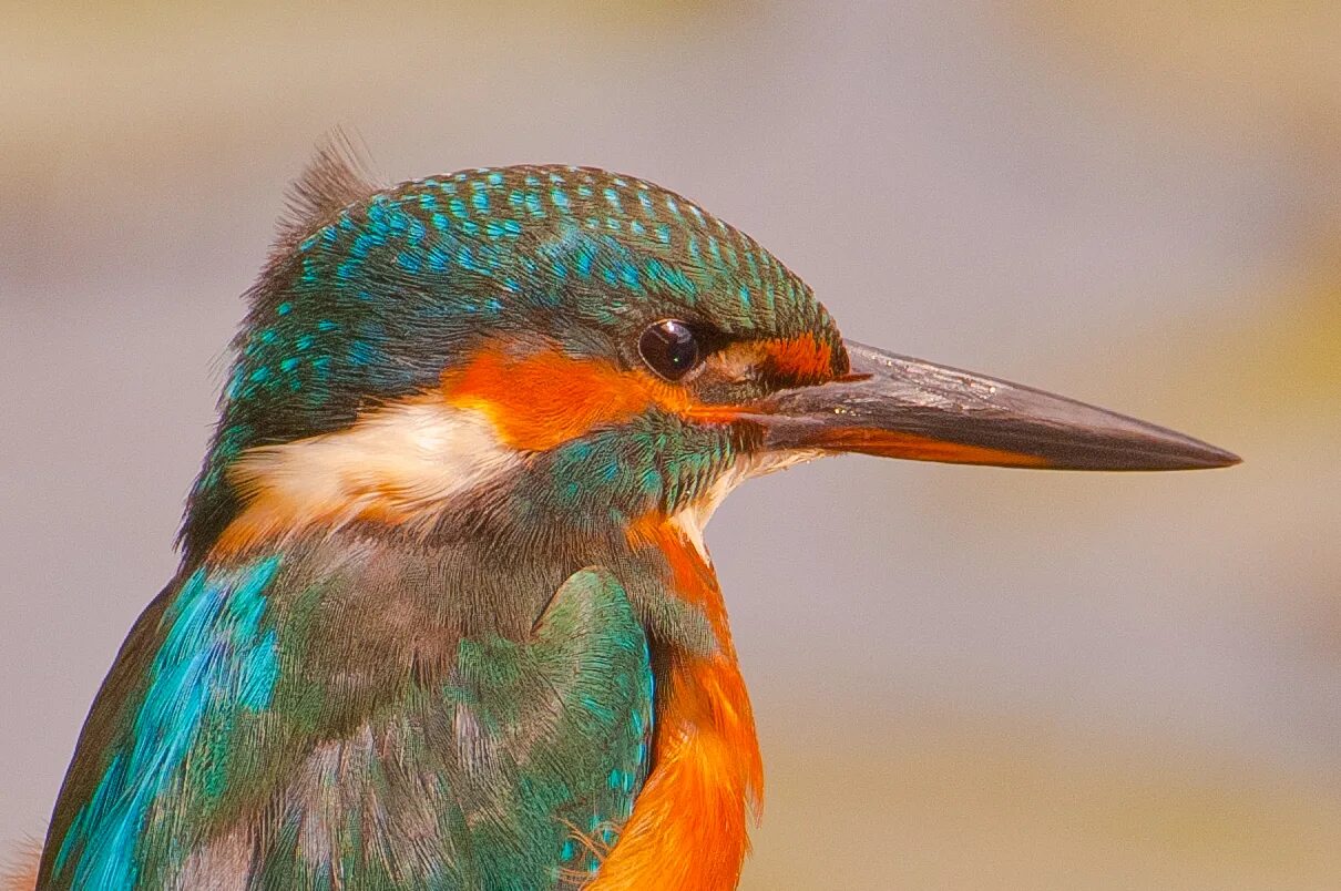 Зимородок геншин. Тотем зимородок. Обыкновенный зимородок. Зимородок 6. Обыкновенный зимородок.
