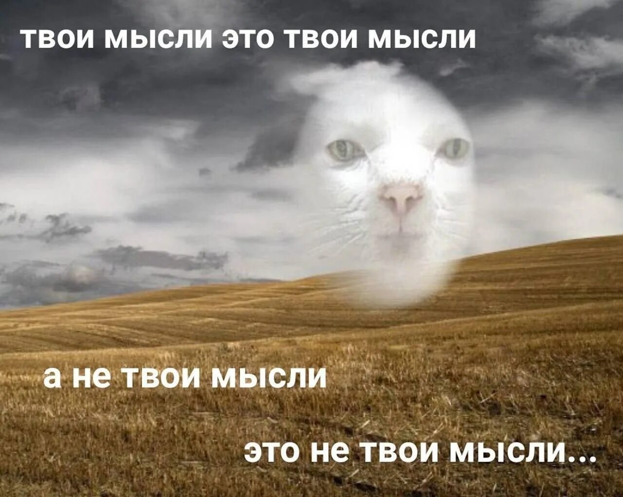 Я вижу твои мысли