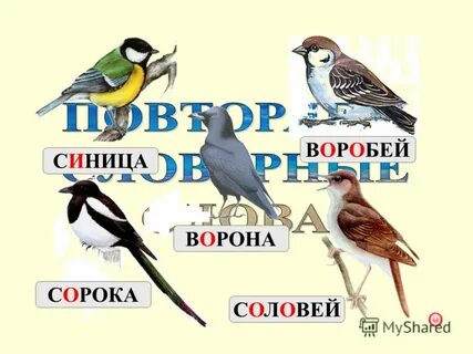 В сравнении с большой синицей ворона