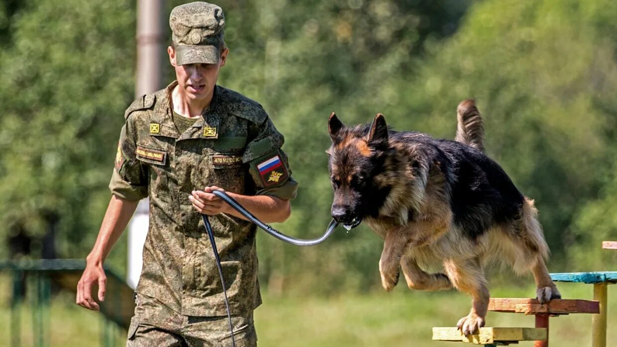 Немецкая овчарка пограничник. Военная собака. Собаки кинологической службы. Собаки на военной службе. Бесплатный кинолог