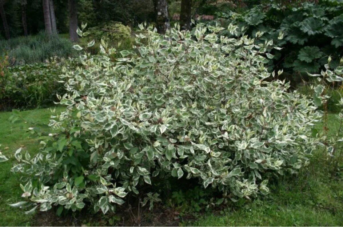 Дерен белый элегантиссима фото и описание. Дерен белый Cornus Alba elegantissima. Дерен белый 'elegantissima'. Дерен вариегатный.