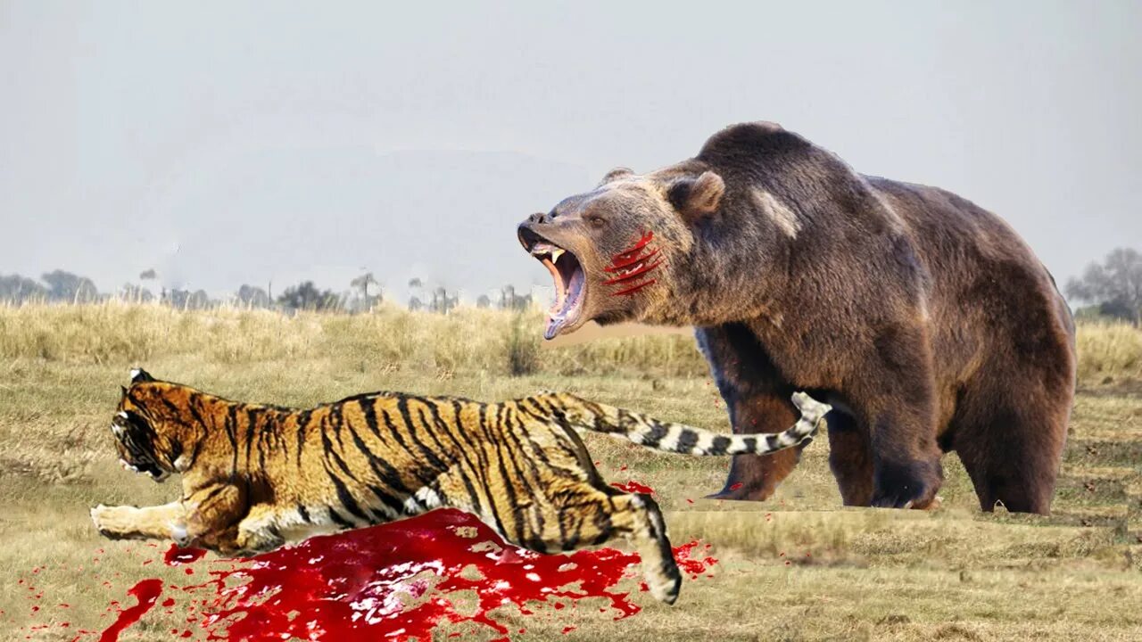 Победит зверя