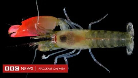 Рак щелкун самый сильный животный