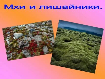 Окружающий мир арктических пустынь
