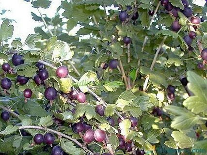 Кусты смородина крыжовник