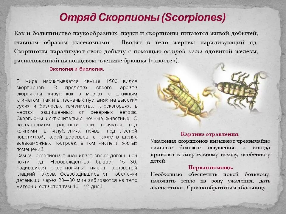 Паукообразные отряд Скорпионы. Скорпион описание. Скорпион краткая характеристика. Характеристика скорпиона животного.