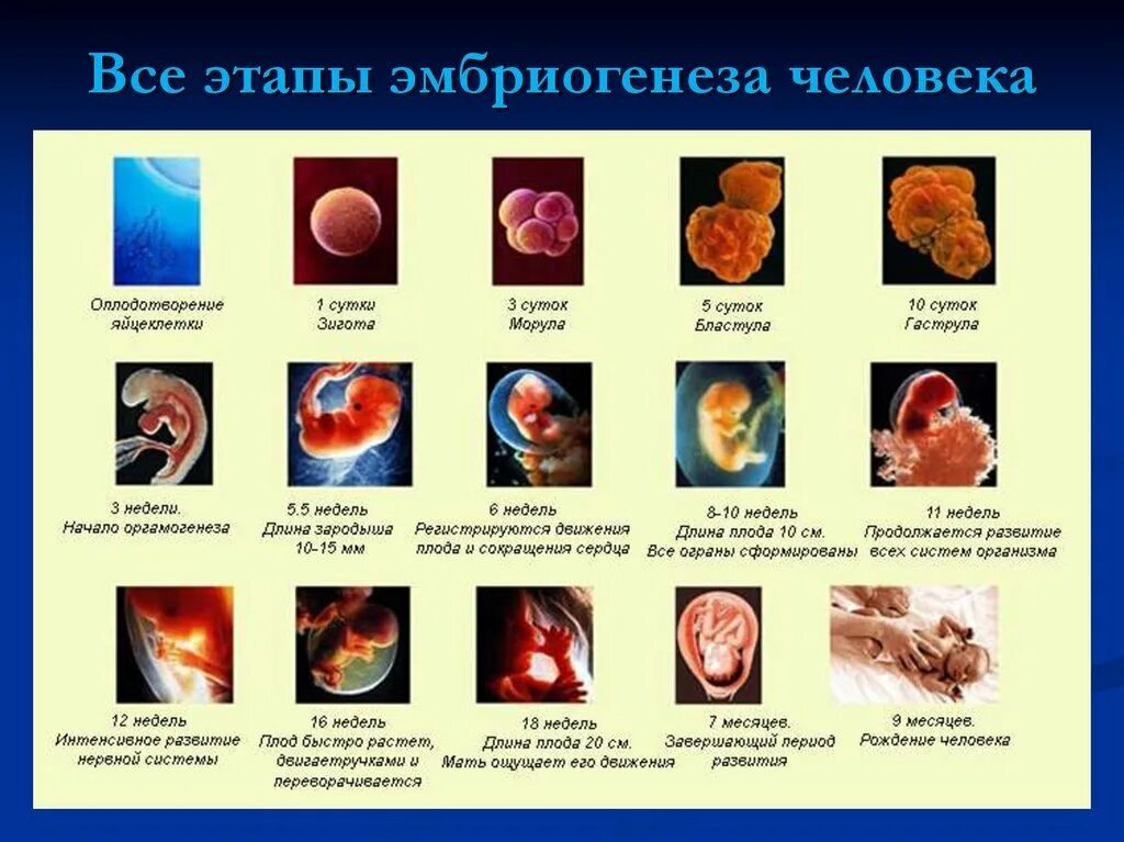 Онтогенез картинка. Формирование зародыша эмбриогенез. Основные процессы начального периода эмбрионального развития. Периодизациямбриогенеза. Критически период эмбрионального развития человека.