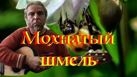 Автор на душистый мохнатый
