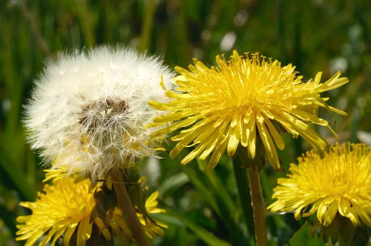 Одуванчик лекарственный – Taraxacum officinale. Тянь-Шанский одуванчик. Одуванчик Тянь Шань. Одуванчик полевой обыкновенный. Использовать цветы одуванчика