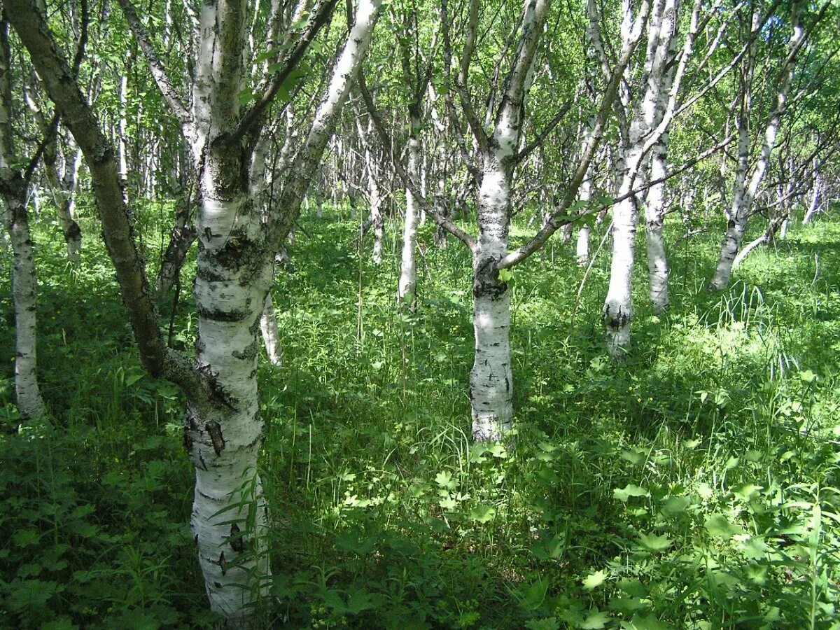 Где в брянске растет
