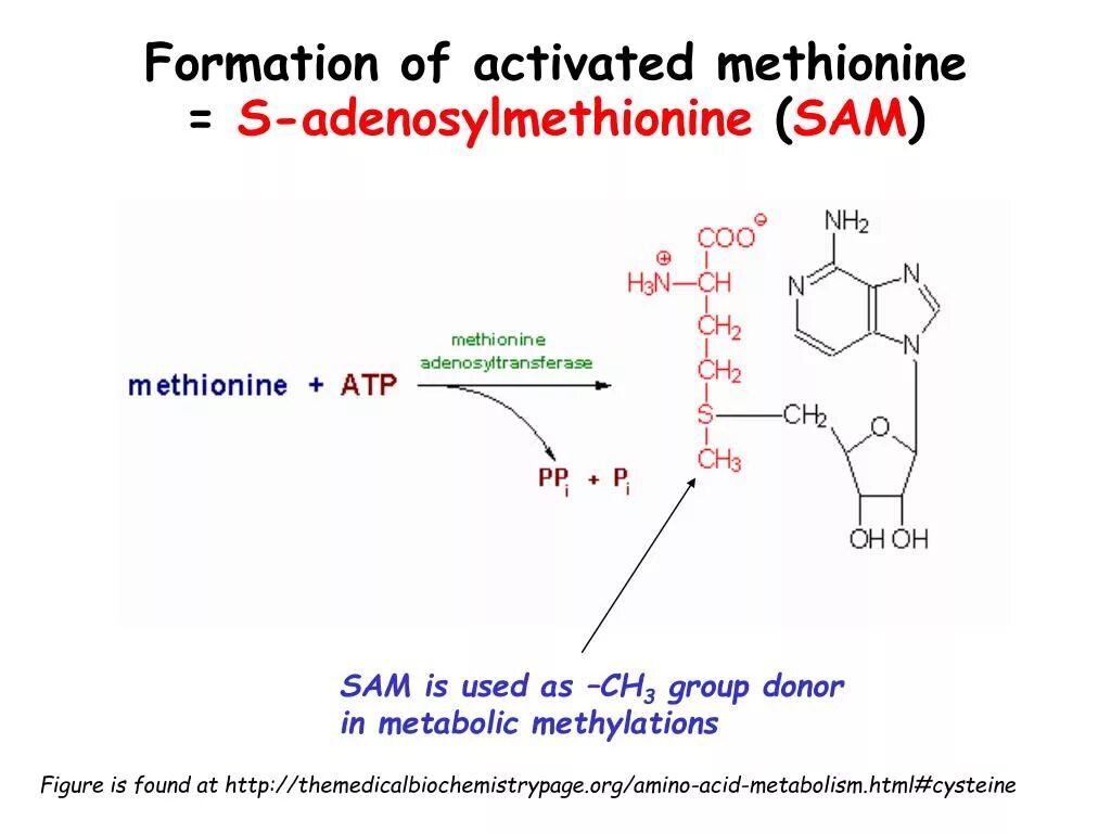 Метионин и липоевая кислота для печени. Sam аденозилметионин. Активная форма метионина. Метионин в s-аденозилметионин. ) Метионин + АТФ=S-аденозилметионин.