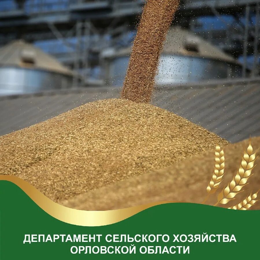 Обработка зерновых. Обработка зерновых. Зерно. Переработка зерновых. Сырье для производства солода.