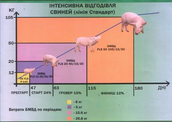 Свинка форум. Откорм вьетнамских свиней. Старт для поросят. Кормление вьетнамских поросят таблица. Нормы откорма поросят.