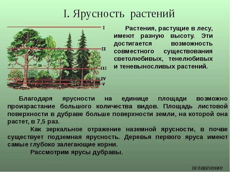 Значение ярусного строения для природного сообщества