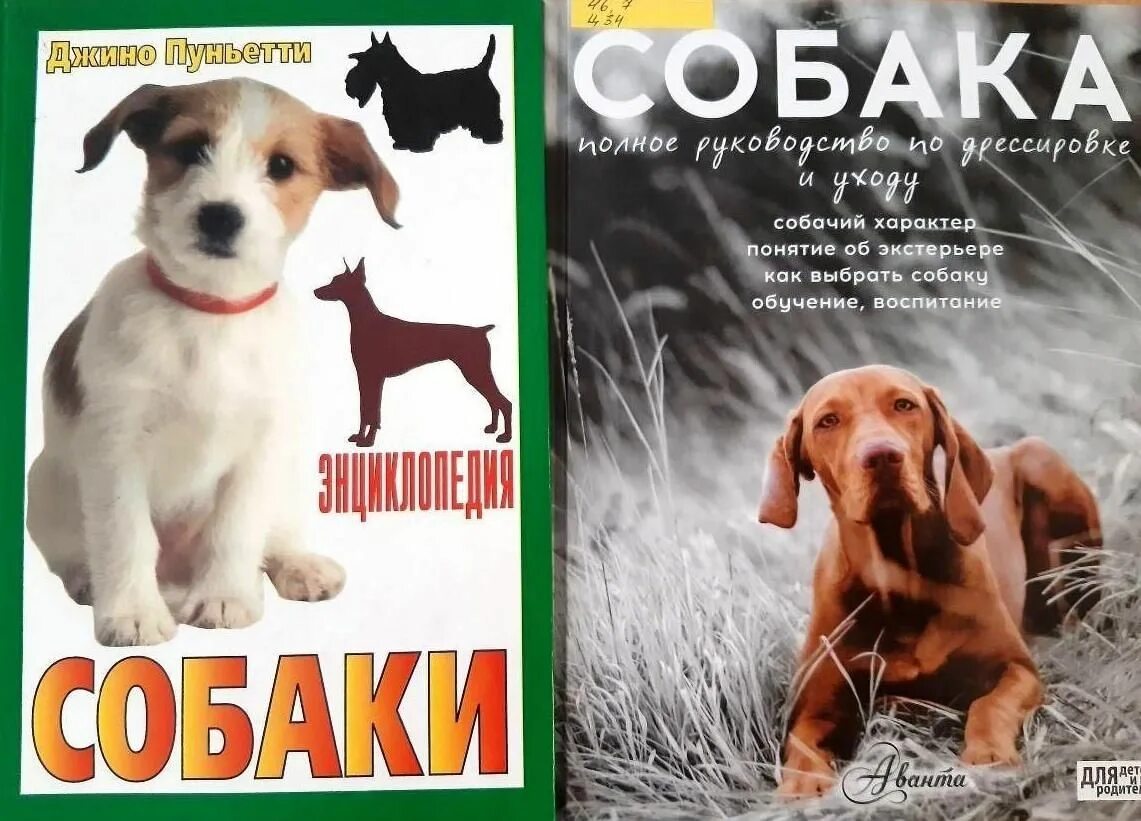 Афиши с собаками. На выставке собак. Плакаты с собаками. Выставка собак афиша.