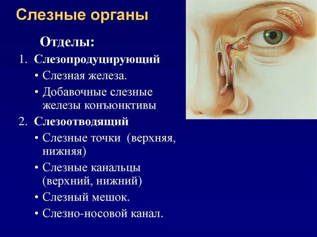 Носослезный канал открывается. Клиническая анатомия слезных органов. Слезная железа и слезный канал функции. Строение глаза слезный мешок , железа. Анатомия функции слезной железы.