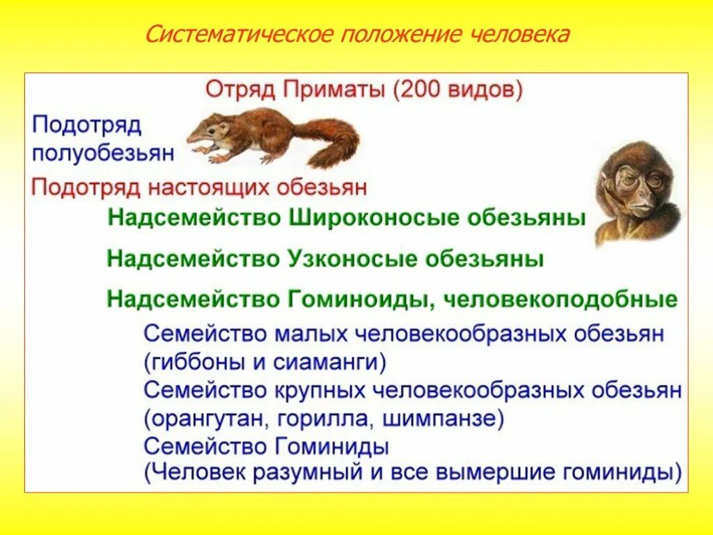 Систематическое положение приматов. Систематическое положение человека. подкласс приматы. происхождение человека систематическое положение человека. доказательства происхождения человека от животных.