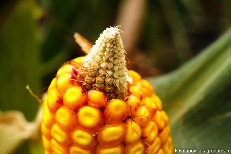 Кукурузные листья купить. Лист кукурузы. Кукурузные листья. Кукуруза солнце. Фон на комп кукуруза.