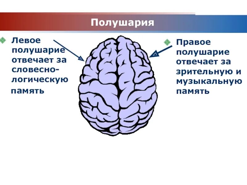 Как определить какое полушарие мозга более развито. За что отвечает левое полушарие. полушария мозга. левое полушарие головного мозга. левое и правое полушарие.