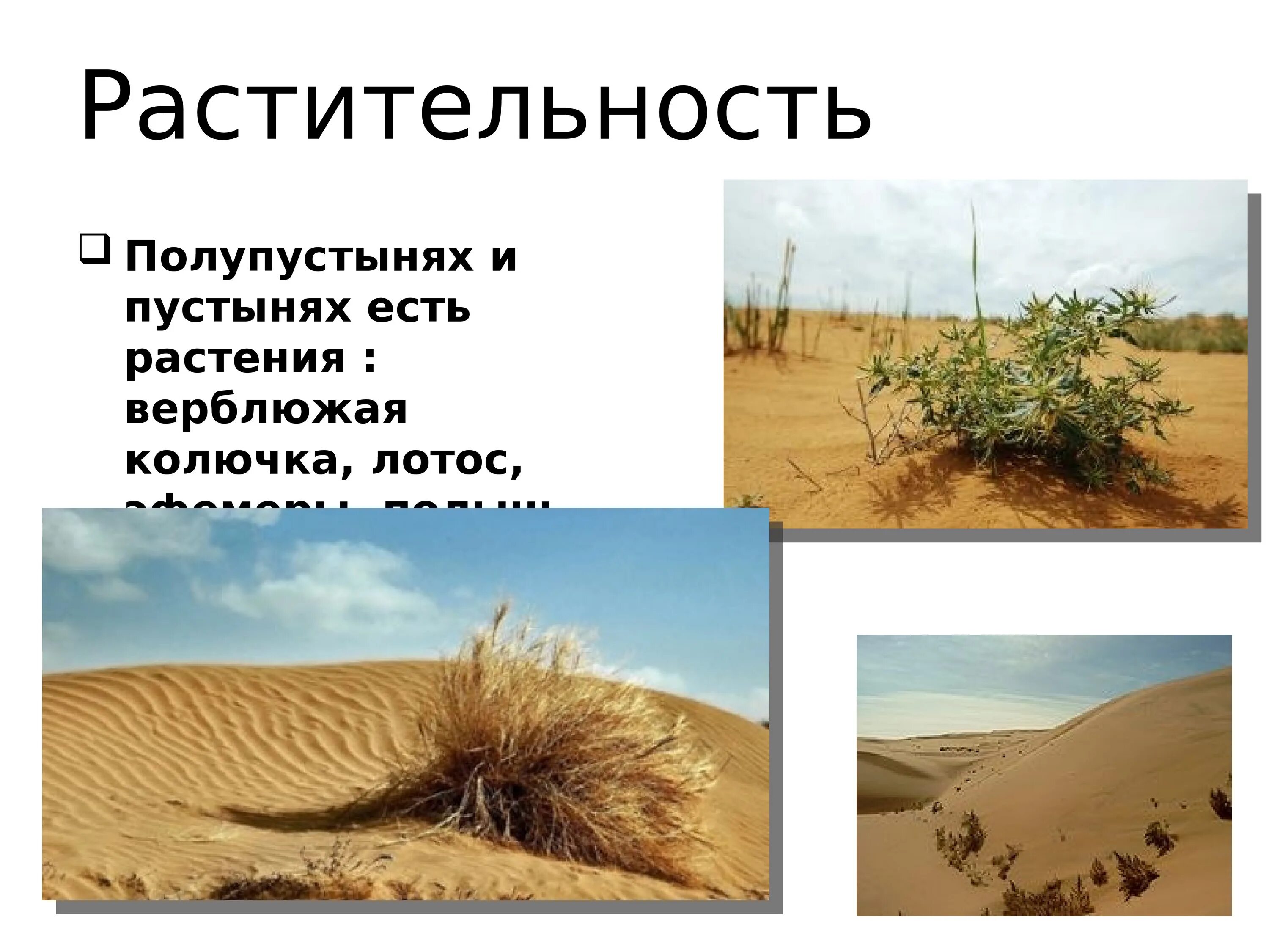 Растительный мир пустынь и полупустынь россии. Растительный мир зоны пустынь и полупустынь России. Растительный мир пустыни и полупустыни. Растительность в зоне пустынь и полупустынь. Растительность в пустынях и полупустынях.