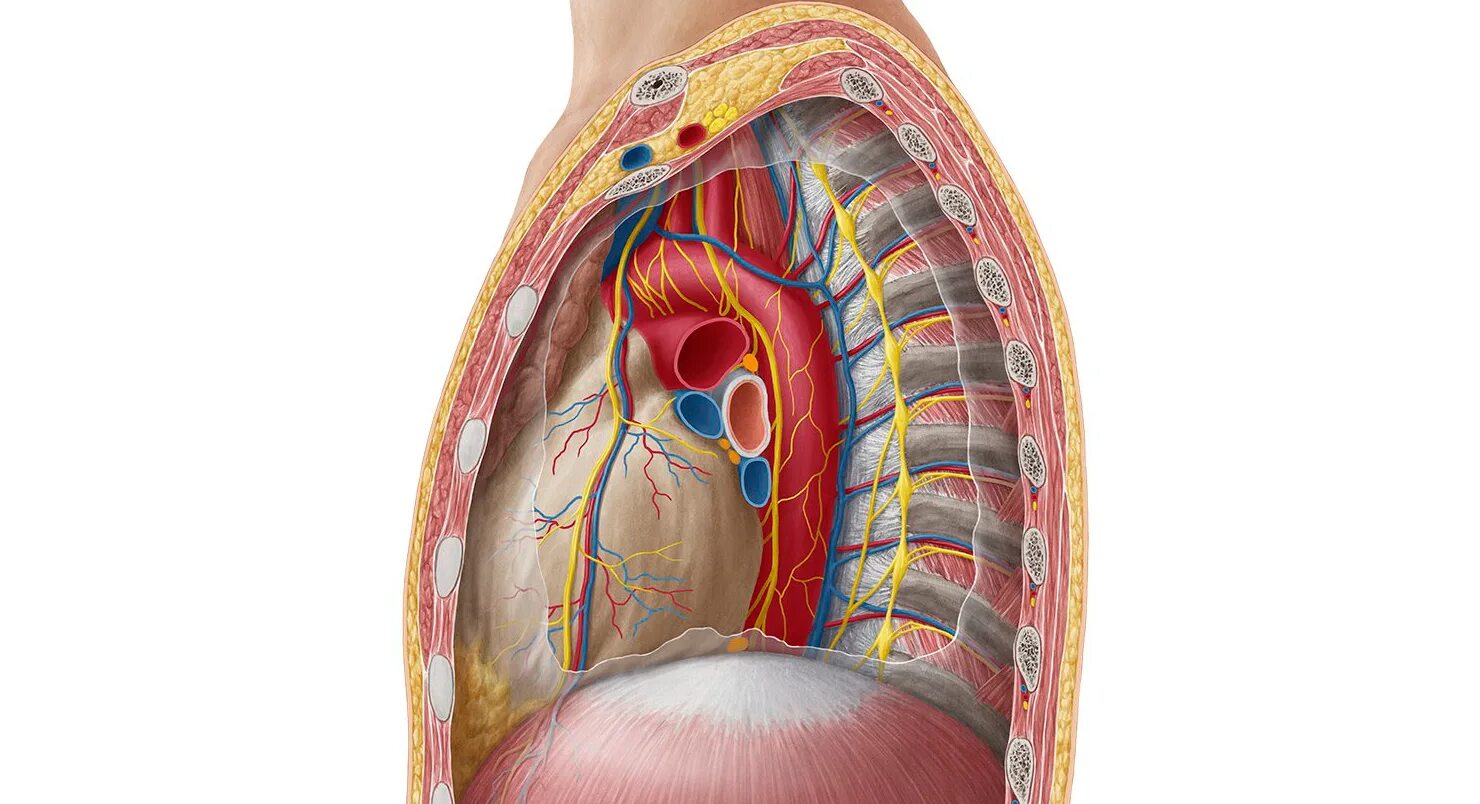 Средостение содержимое. Mediastinum анатомия. сосуды и нервы средостения. средостение анатомия топография. переднее средостение топографическая анатомия.
