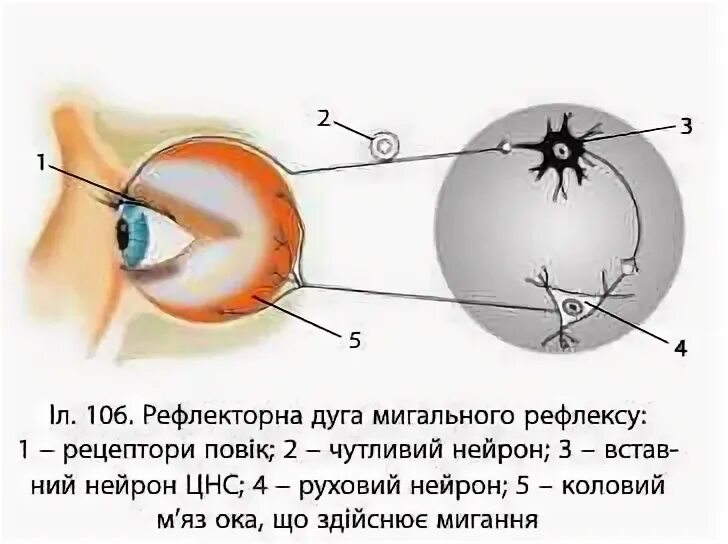 Получение мигательного рефлекса. Схема рефлекторной дуги мигательного рефлекса. Рефлекторная дуга мигательного рефлекса. Схема выработки условного мигательного рефлекса. Дуга мигательного рефлекса рисунок.