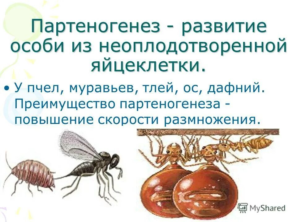 Какое развитие у муравьев. Партеногенез у муравьёв. Муравьи партеногенез. Партеногенез у насекомых. Партеногенез у пчел и муравьев.