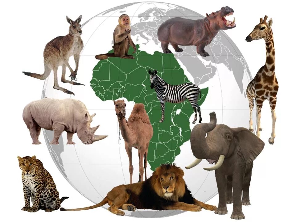 Животные африки старшая группа. Животные разных континентов. Животные Африки. Животные Африки для детей. Животные жарких стран.
