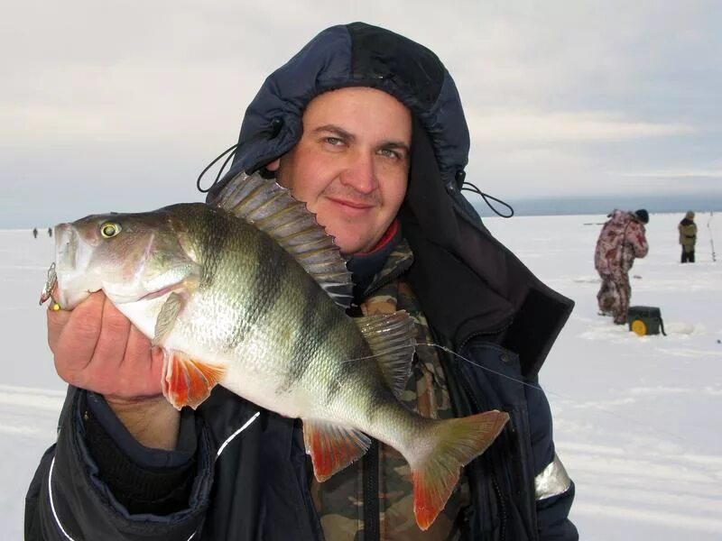 Окунь Рыбинское водохранилище. Рыбалка на Рыбинском водохранилище. Рыбинское водохранилище рыбалка. Рыбинское водохранилище рыбалка зимой. Рыба на рыбинском водохранилище