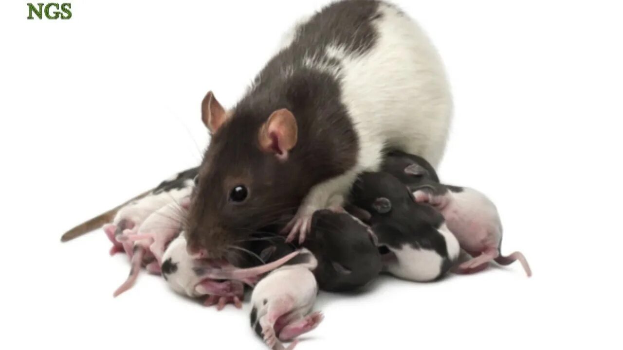 Мышь и крыса. Крысенок и мышонок. От крыс и мышей. Отличить мышь от крысенка. Как отличить мышь