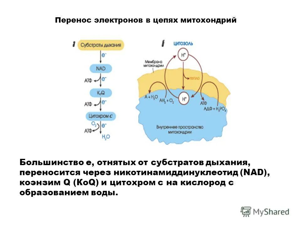 характеристика основных комплексов дыхательной цепи митохондрий. строение дыхательной цепи митохондрий. дыхательная цепь митохондрий биохимия. дыхательная цепь. реакции дыхательной цепи митохондрий.
