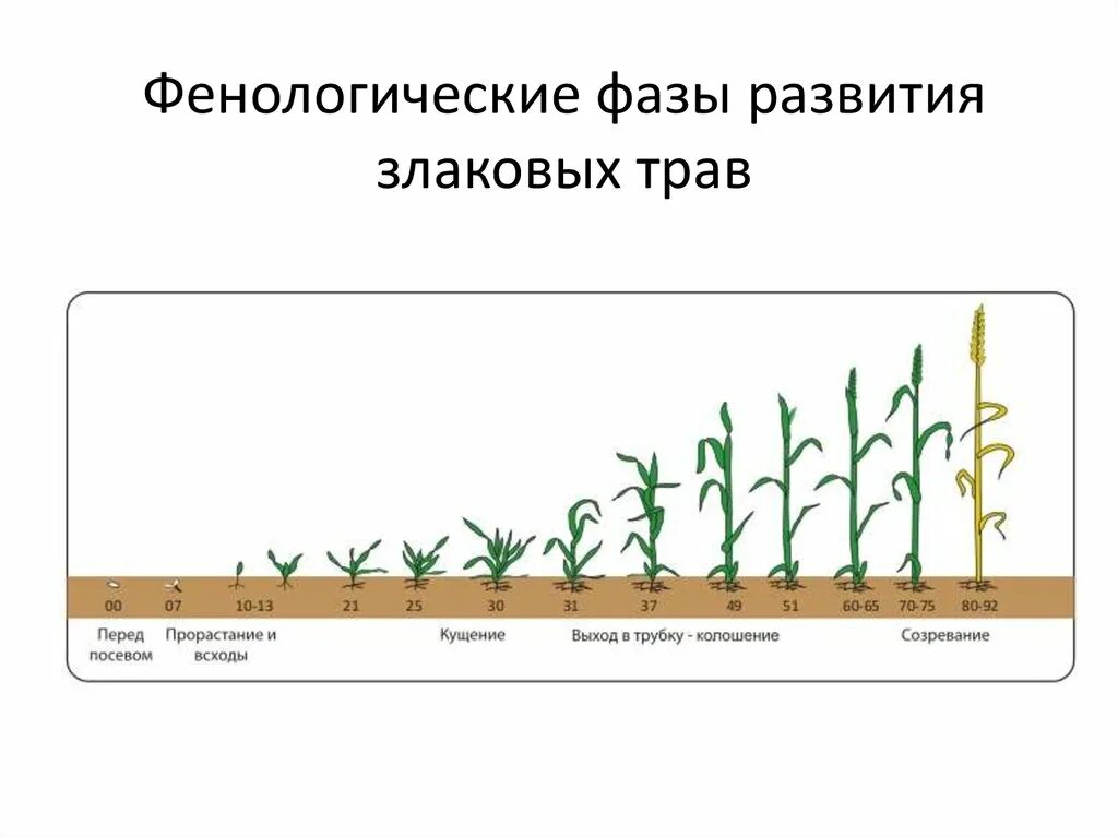 Развитие ячменя. Фенологические наблюдения Яровой пшеницы это. Период вегетации озимой пшеницы. Фазы роста овсяницы Луговой. Фазы вегетации озимой пшеницы.