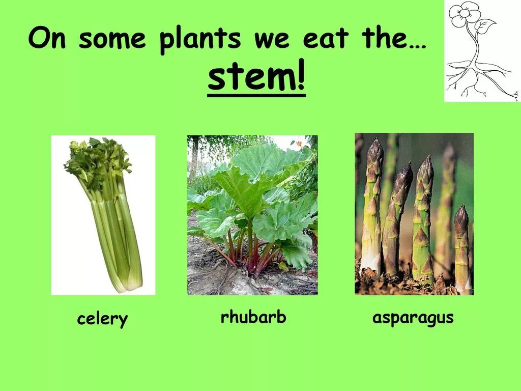 Plants we eat. Stem. The Plants Parts we eat. Plant names.