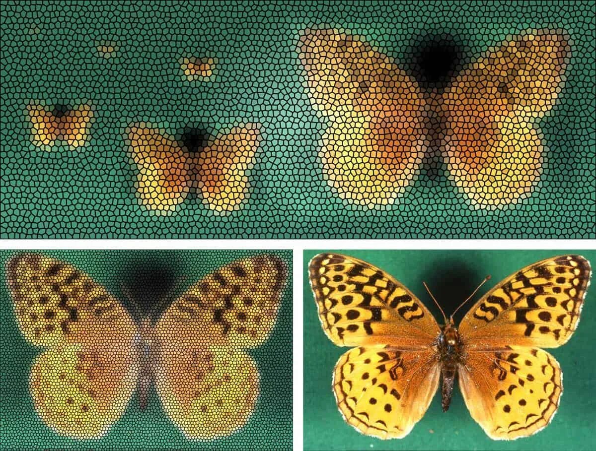 Мозаичное зрение у насекомых. Мир глазами бабочки. Зрение бабочки. Мир глазами насекомых. Которые мы видим в формах