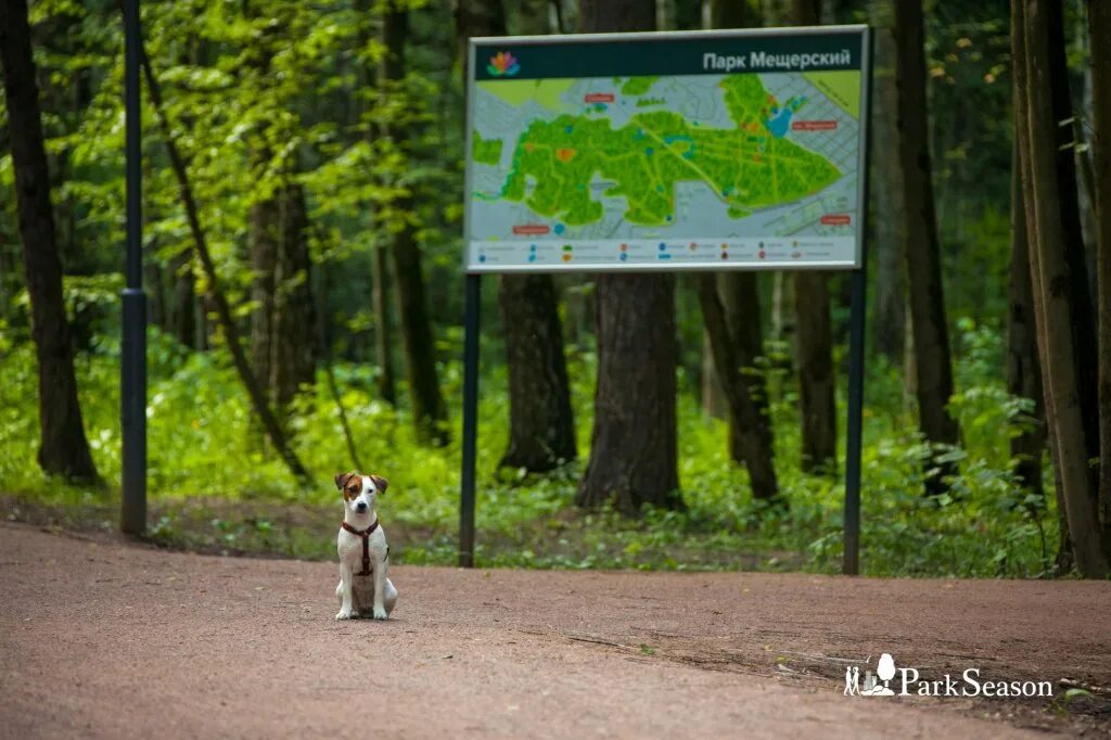 Погода мещерский парк. Мещерский парк переделкино. Мещерский парк москва. Мещерский парк солнцево. Мещерский парк схема парка.