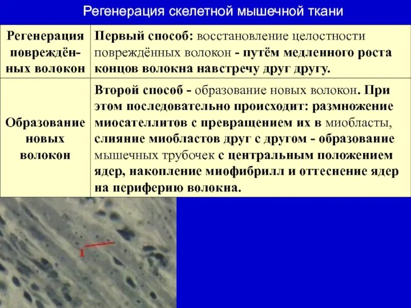 Регенерация тканей гистология. Механизмы регенерации скелетной мышечной ткани физиологическая. регенерация гладкой и поперечно-полосатой мышечных тканей. репаративная регенерация мышечной ткани. регенерация поперечно полосатой скелетной мышечной ткани.