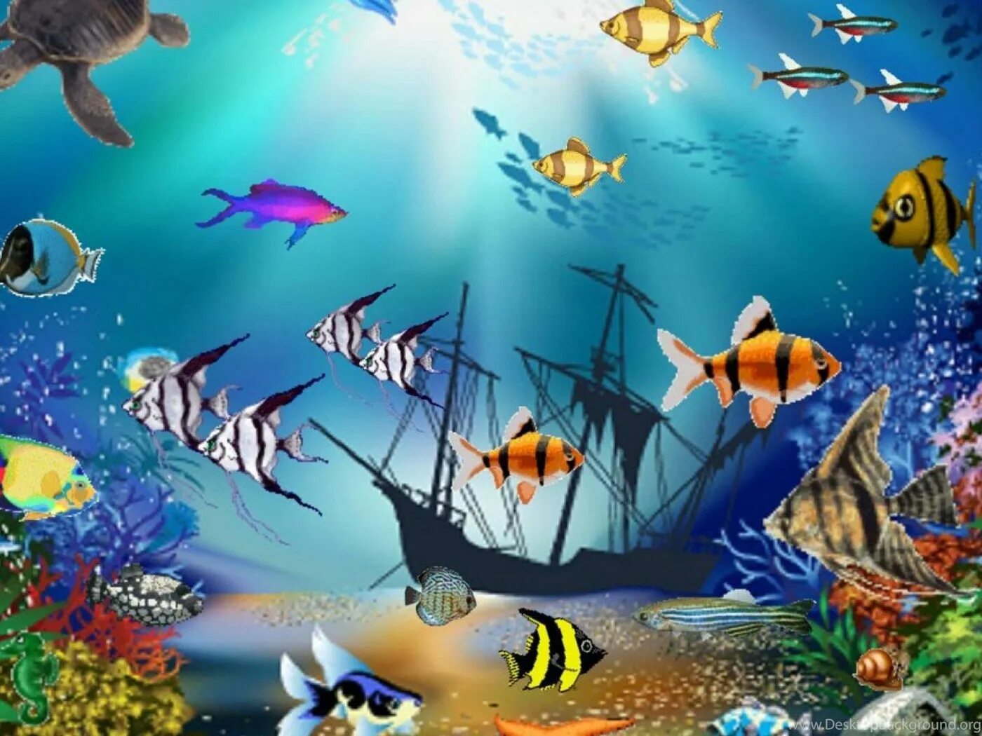 Бесплатные живые обои рыбки. Подводный мир рыбки. Живые рыбки. Рыбки для аквариума. Аквариум живые рыбки.