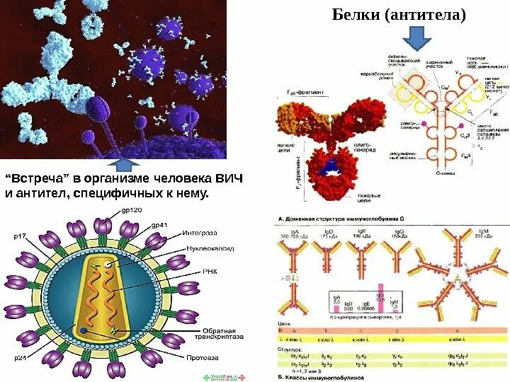 Белки вич. ВИЧ антитела и антигены КДЛ. Структура белков и антител. Белки антитела. Антитела в организме человека.
