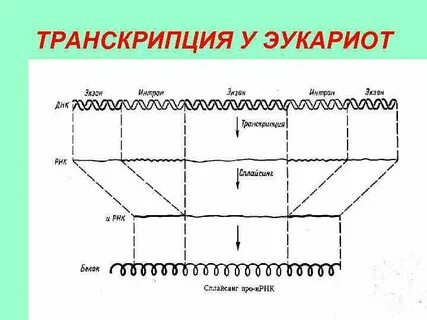 Транскрипция эукариот