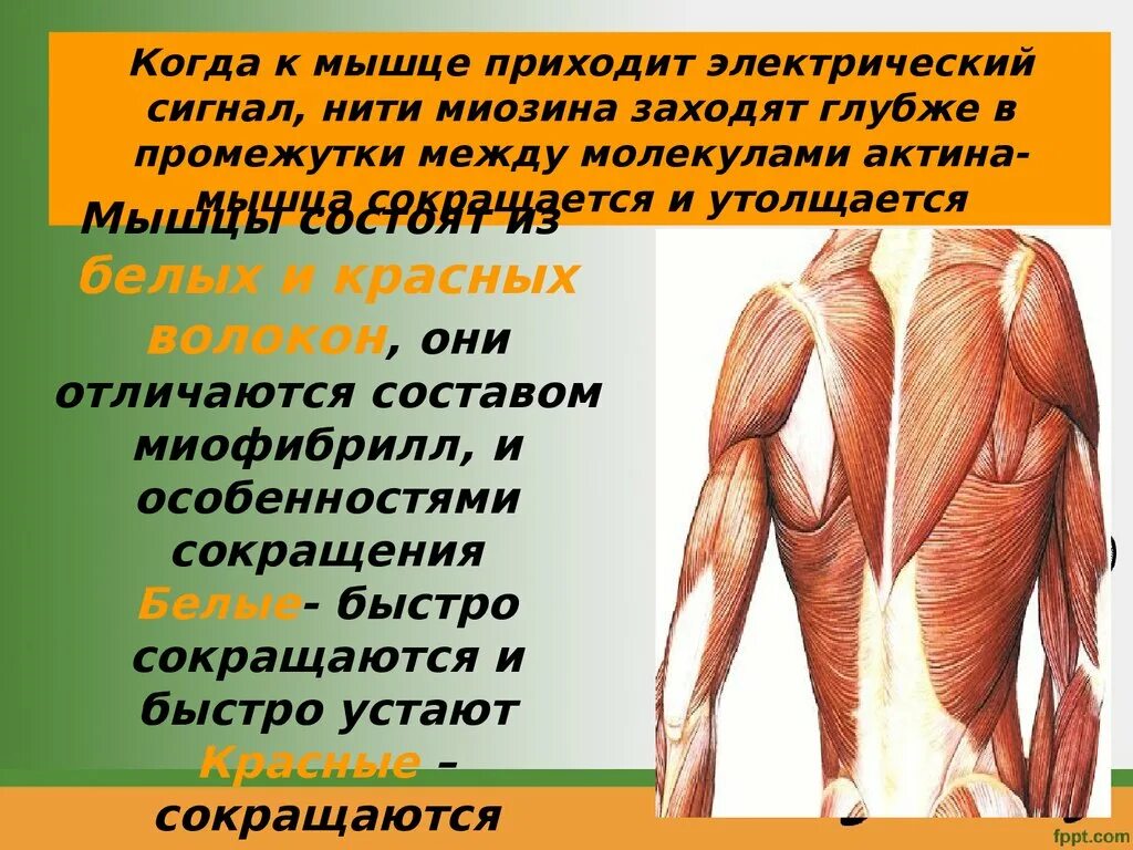 Строение мышцы. Мышцы презентация. Презентация мышцы человека 8 класс. Строение мышц 8 класс биология.