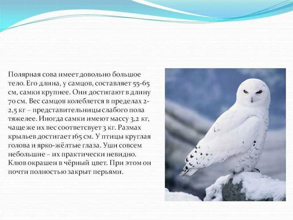 Где обитает сова в какой природной зоне. Полярная сова ареал обитания. полярная сова природная зона обитания. полярная сова сообщение 4 класс окружающий мир. сообщение о белой сове.