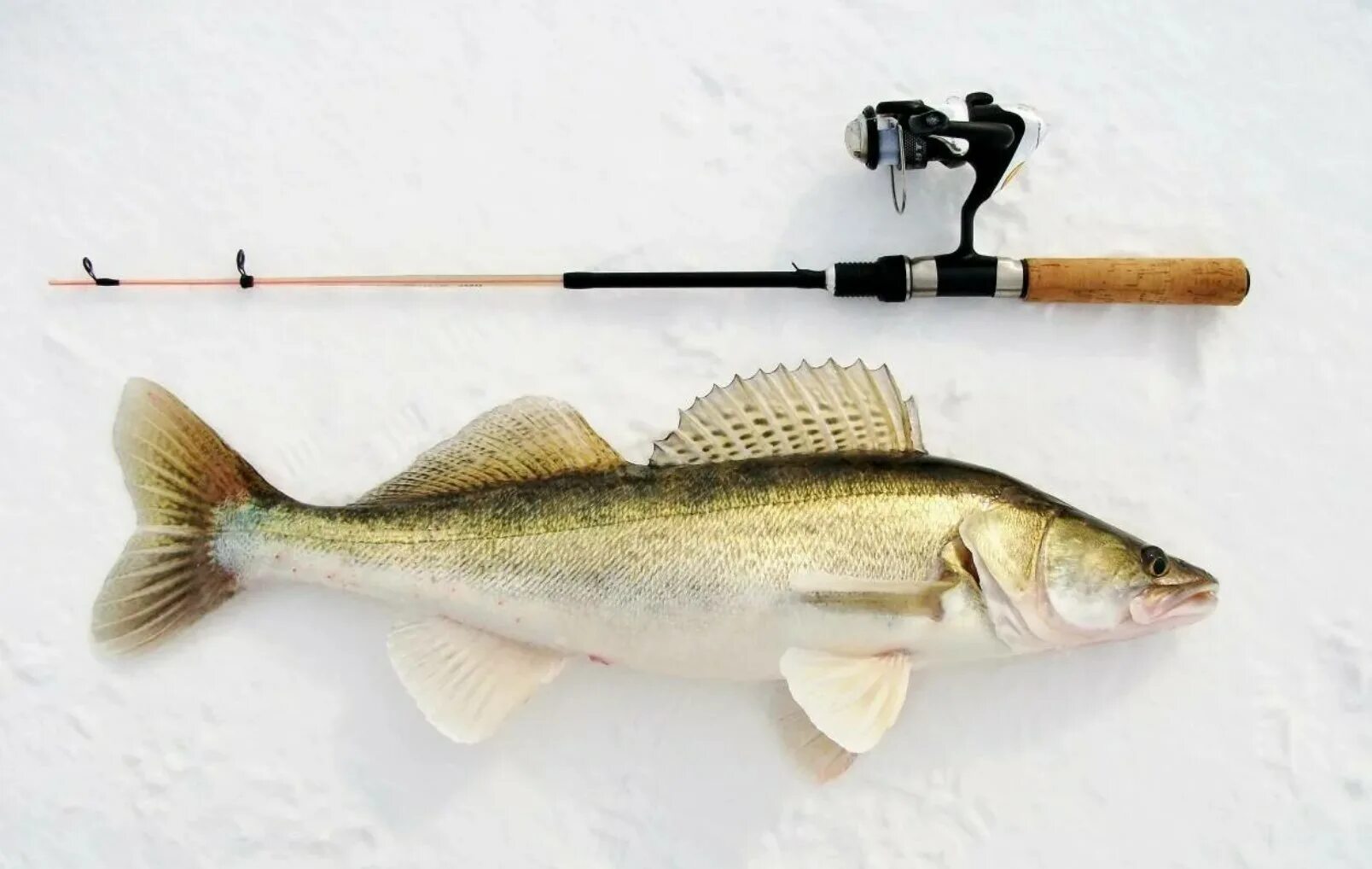 Удочка зимняя salmo ice sudak 70см. Судак на джиг. Судак на спиннинг. Балансир судак зимние ратлины. Зимняя удочка для ловли судака.