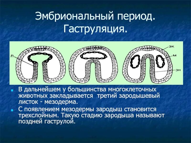 Гаструляция мезодерма. Онтогенез гаструляция. Эмбриональный период гаструляция. Появление зародышевого листка мезодермы у животных.