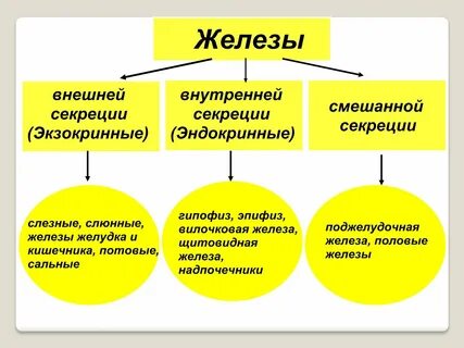 Слюнные железы внутренней секреции