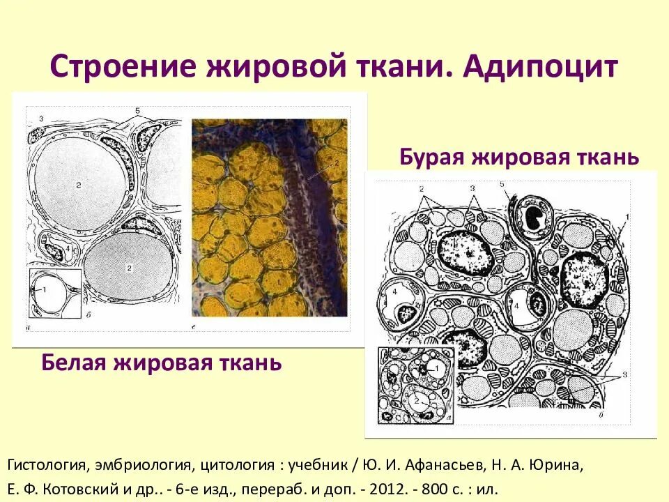 Липоциты. Бурая жировая ткань структура. Бурая жировая соединительная ткань. Соединительная ткань жировая ткань строение клеток. Жировая ткань микроскопия.