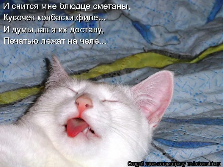 спокойной ночи коты и котики с надписями. и снится нам не рокот космодрома мем. текст песни трава у дома. и снится нам трава у дома. смешные котики спокойной ночи и надписями.