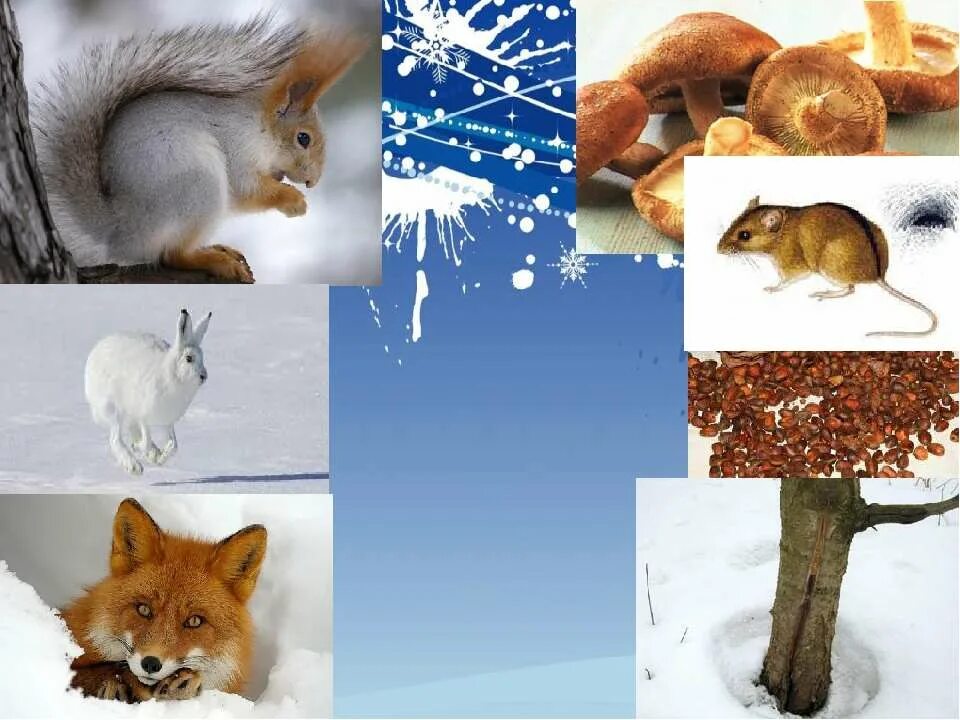 изменения в жизни животных зимой. зимующие животные. тема недели дикие животные зимой для детей. изменения в жизни диких животных зимой. жизнь лесных зверей зимой.