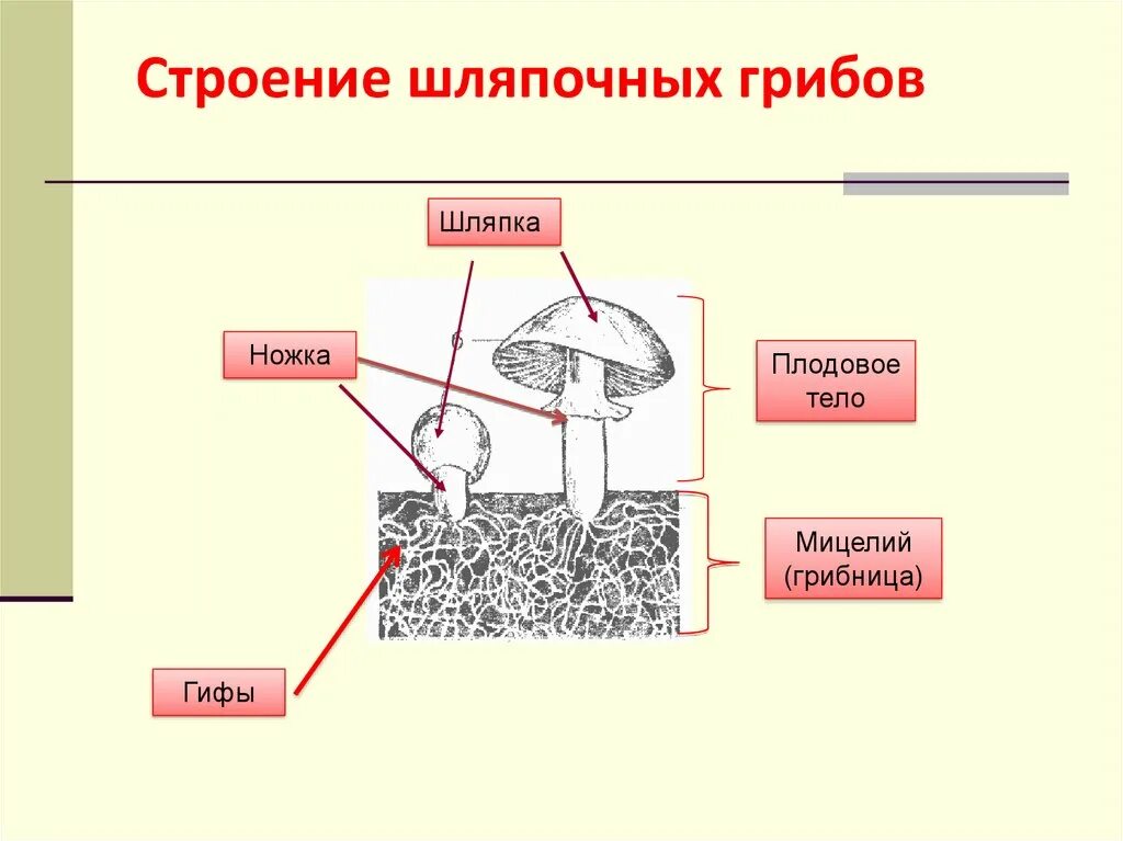 Строение шляпочного гриба 7 класс биология. Грибы строение шляпочных грибов. гриб строение шляпочного гриба. строение шляпочного гриба. строение шляпочных грибов.