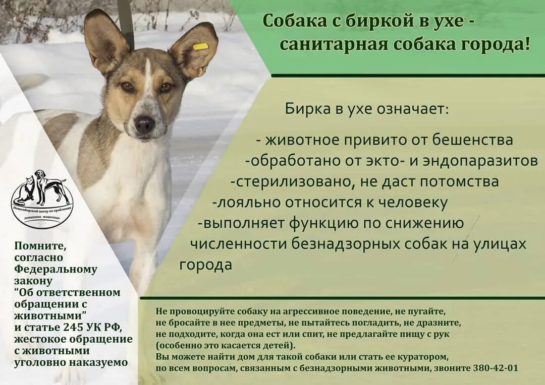 Закон об ответственном обращении. Закон об ответственном обращении с животными. освв закон о животных. освв для собак. памятка освв.